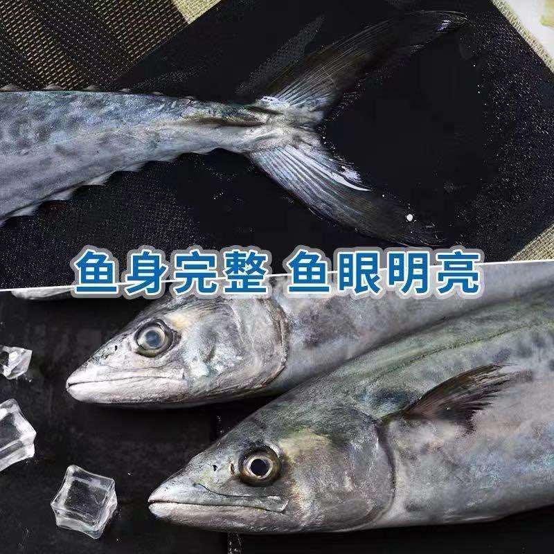 【极速冷链】燕尾鲅鱼新鲜特大马鲛鱼燕鲅鱼鲜活海鲜深海海鱼批发