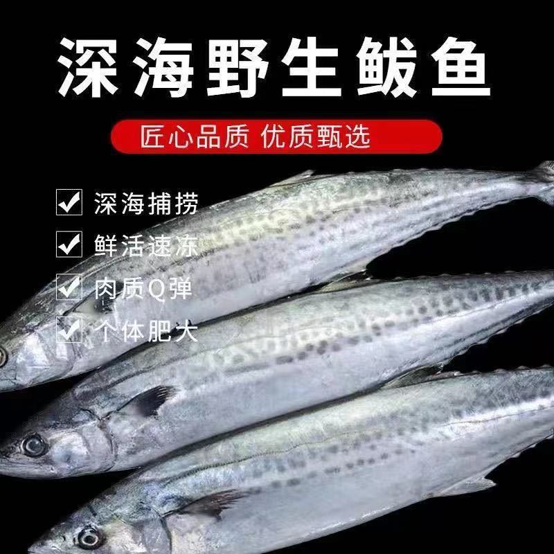 【极速冷链】燕尾鲅鱼新鲜特大马鲛鱼燕鲅鱼鲜活海鲜深海海鱼批发