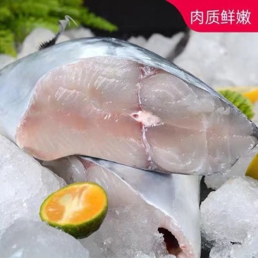 【极速冷链】燕尾鲅鱼新鲜特大马鲛鱼燕鲅鱼鲜活海鲜深海海鱼批发