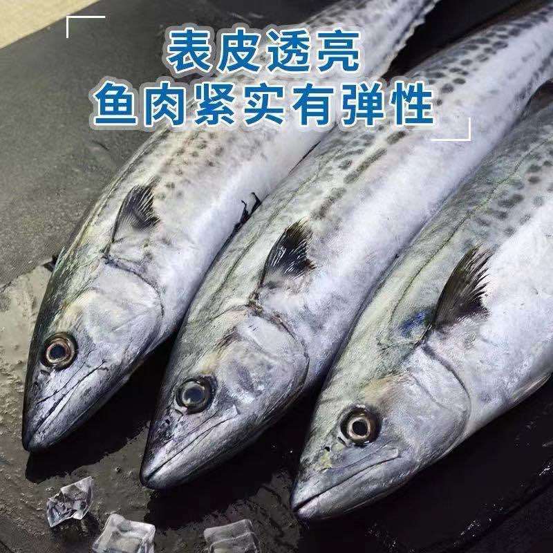 【极速冷链】燕尾鲅鱼新鲜特大马鲛鱼燕鲅鱼鲜活海鲜深海海鱼批发