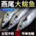 【极速冷链】燕尾鲅鱼新鲜特大马鲛鱼燕鲅鱼鲜活海鲜深海海鱼批发