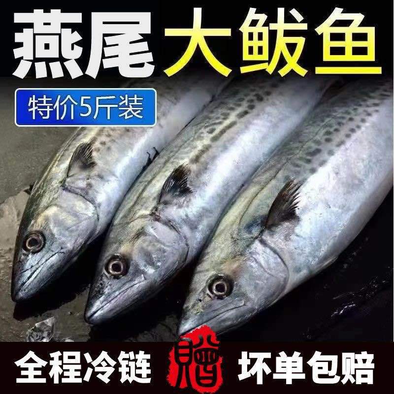 【极速冷链】燕尾鲅鱼新鲜特大马鲛鱼燕鲅鱼鲜活海鲜深海海鱼批发