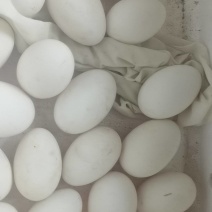 卖鹅蛋