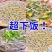 沙虫鲜活去内脏无沙冷冻2斤