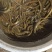 四川稻田黄鳝