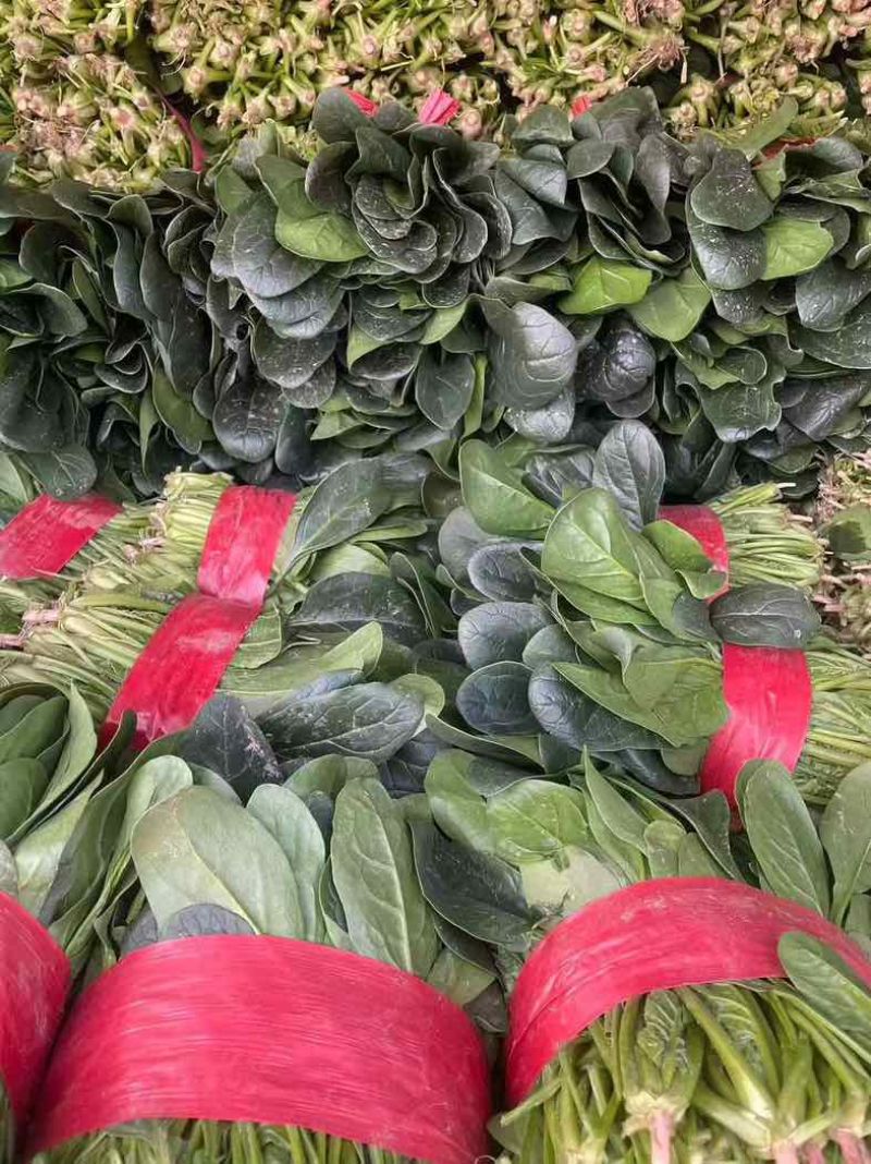 菠菜精品小菠菜