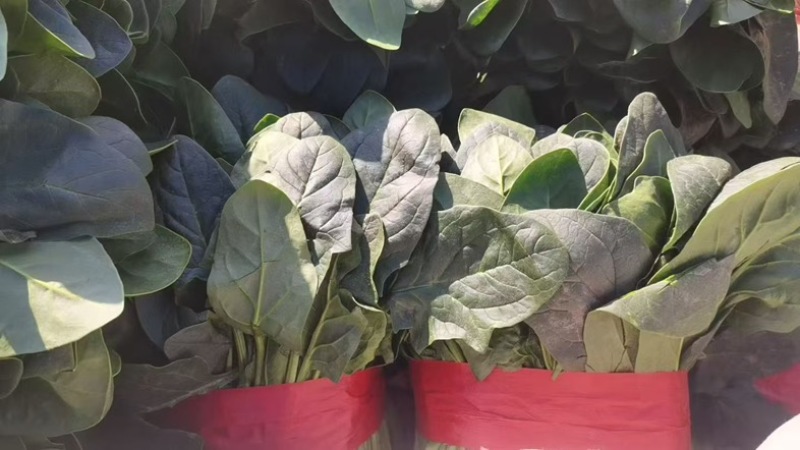 菠菜精品小菠菜