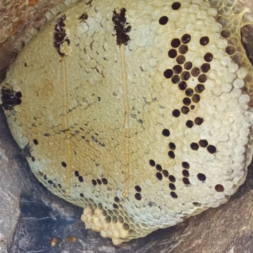 野生蜂蜜