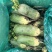腾库出30吨紫樱不冻不康