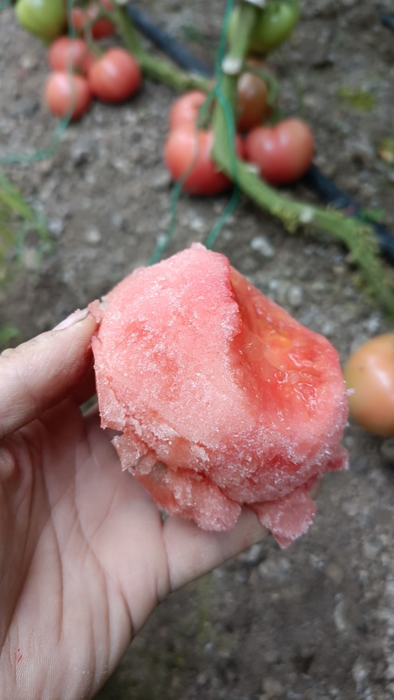 普罗旺斯西红柿