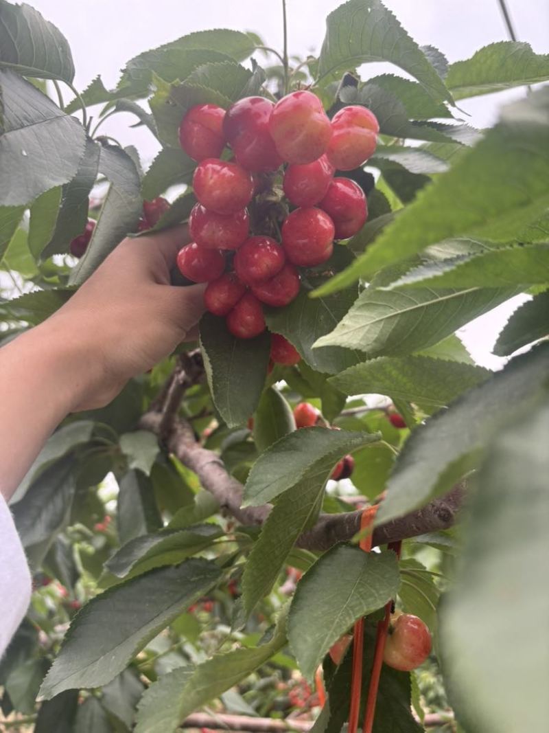 现货樱桃美早樱桃，红灯，一件代发～对接电商，布鲁克斯樱桃全国