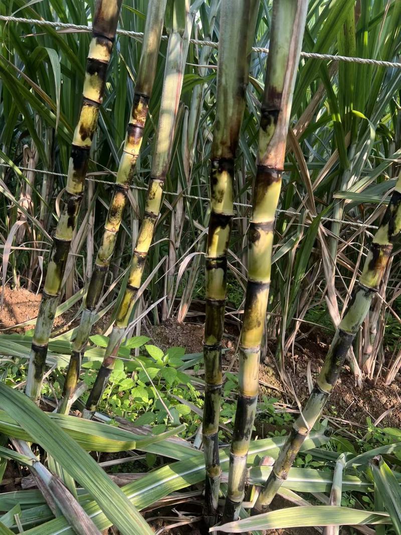 黄金甘蔗种茎