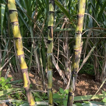 黄金甘蔗种茎