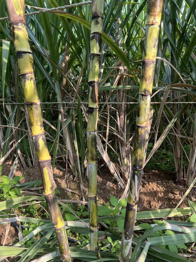 黄金甘蔗种茎