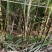 黄金甘蔗种茎