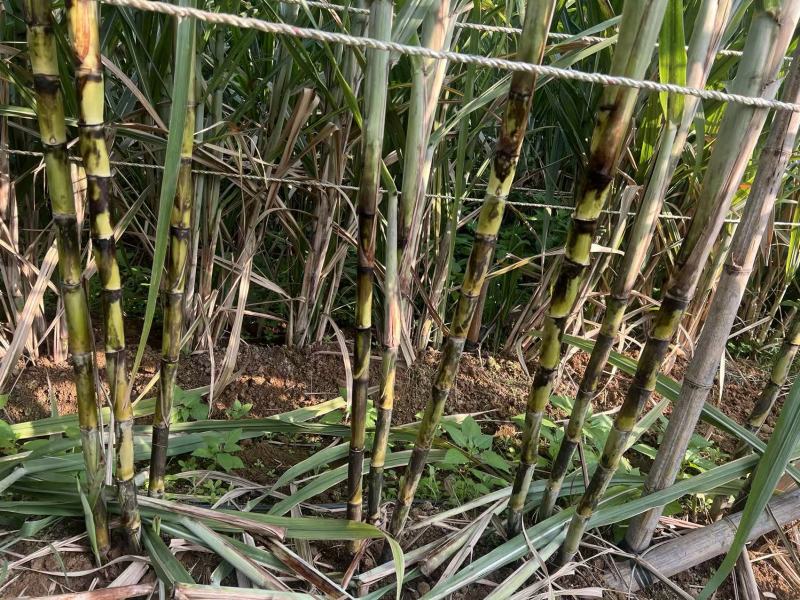 黄金甘蔗种茎