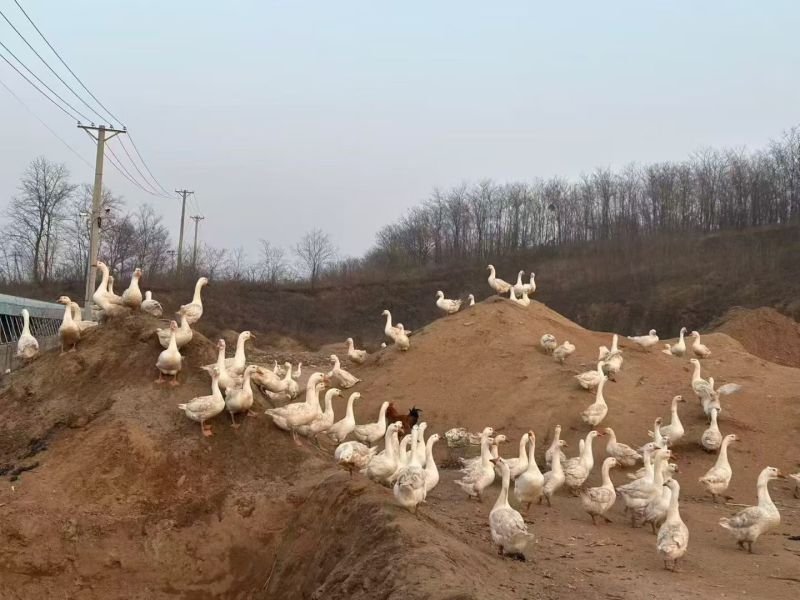 自家养的鹅蛋100多个长期有货