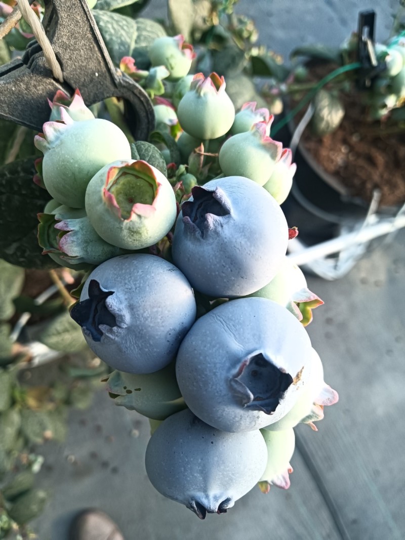 蓝莓鲜果