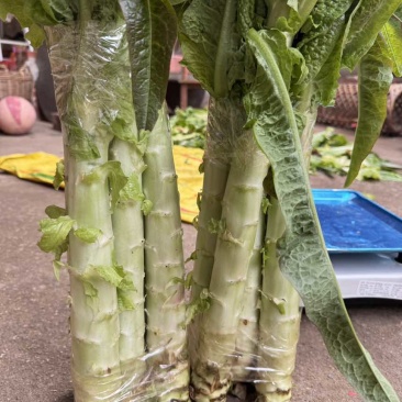 红叶莴苣