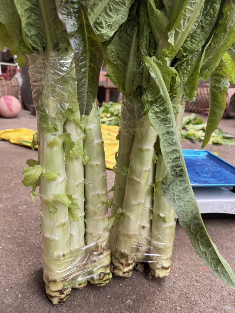 红叶莴苣