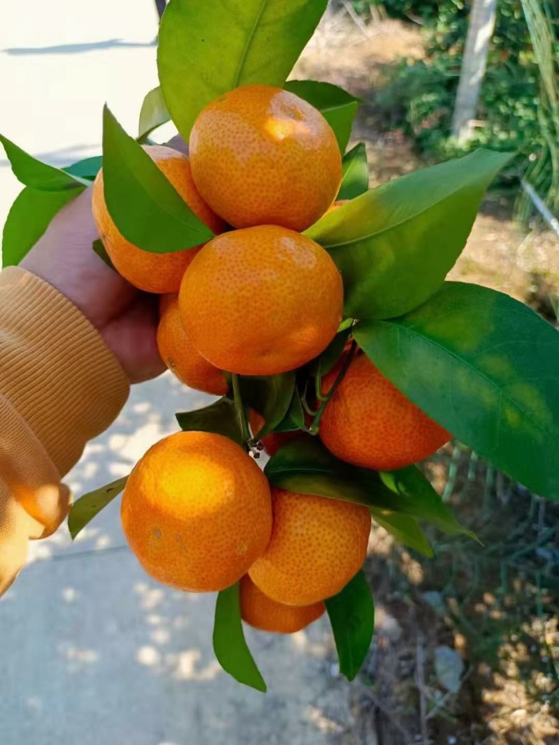 山地果园沙糖桔。口感好。皮薄
