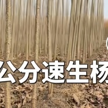 107速生杨苗大小规格均有数量大。有需要者联系