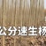 107速生杨苗大小规格均有数量大。有需要者联系