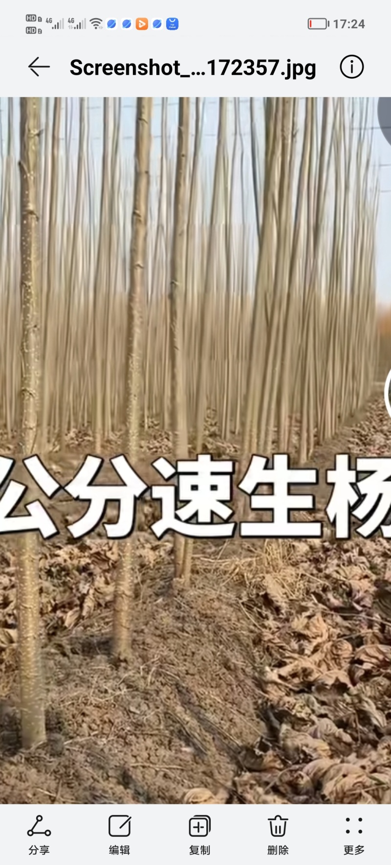 107速生杨苗大小规格均有数量大。有需要者联系