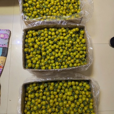 唐珀琥圣女果