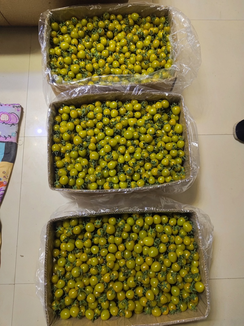 唐珀琥圣女果