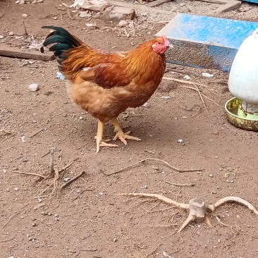 士鸡