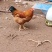士鸡