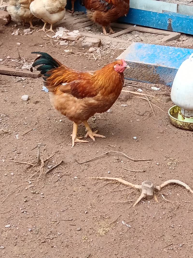士鸡