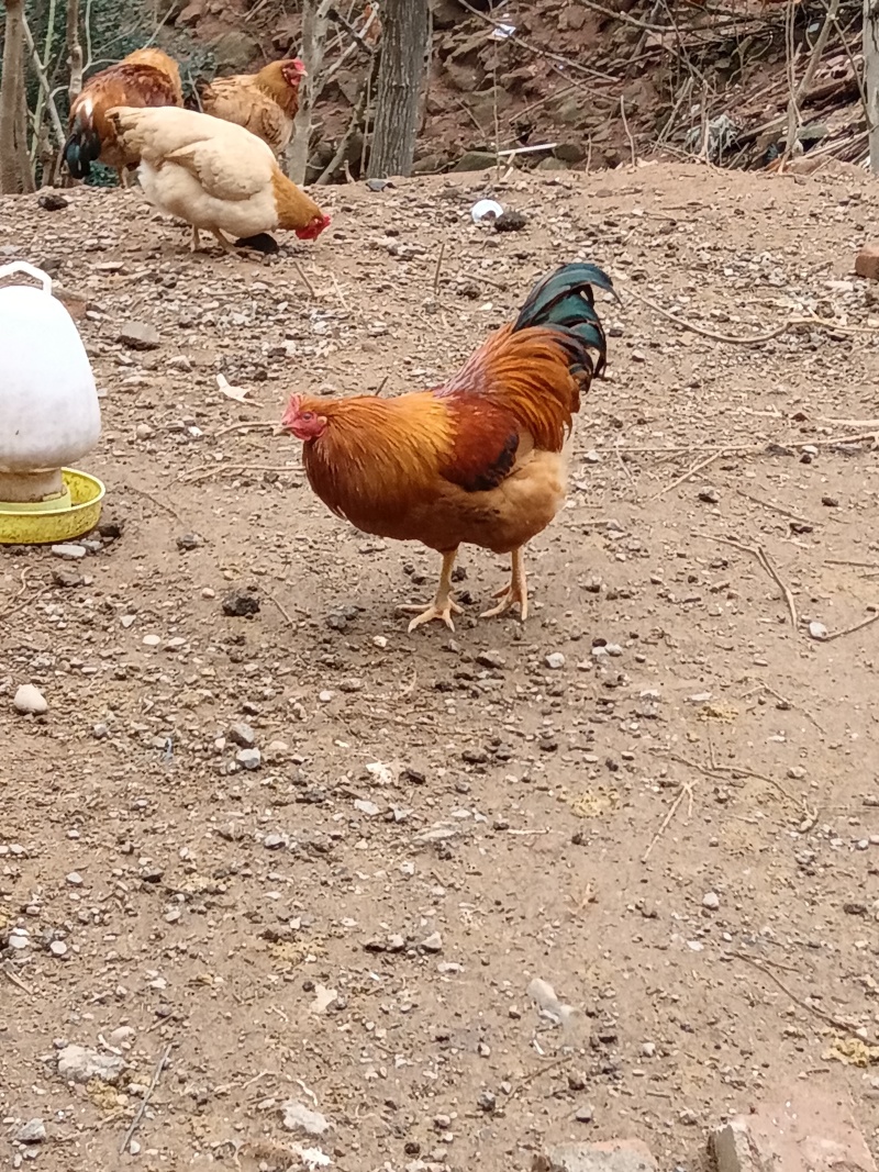 士鸡