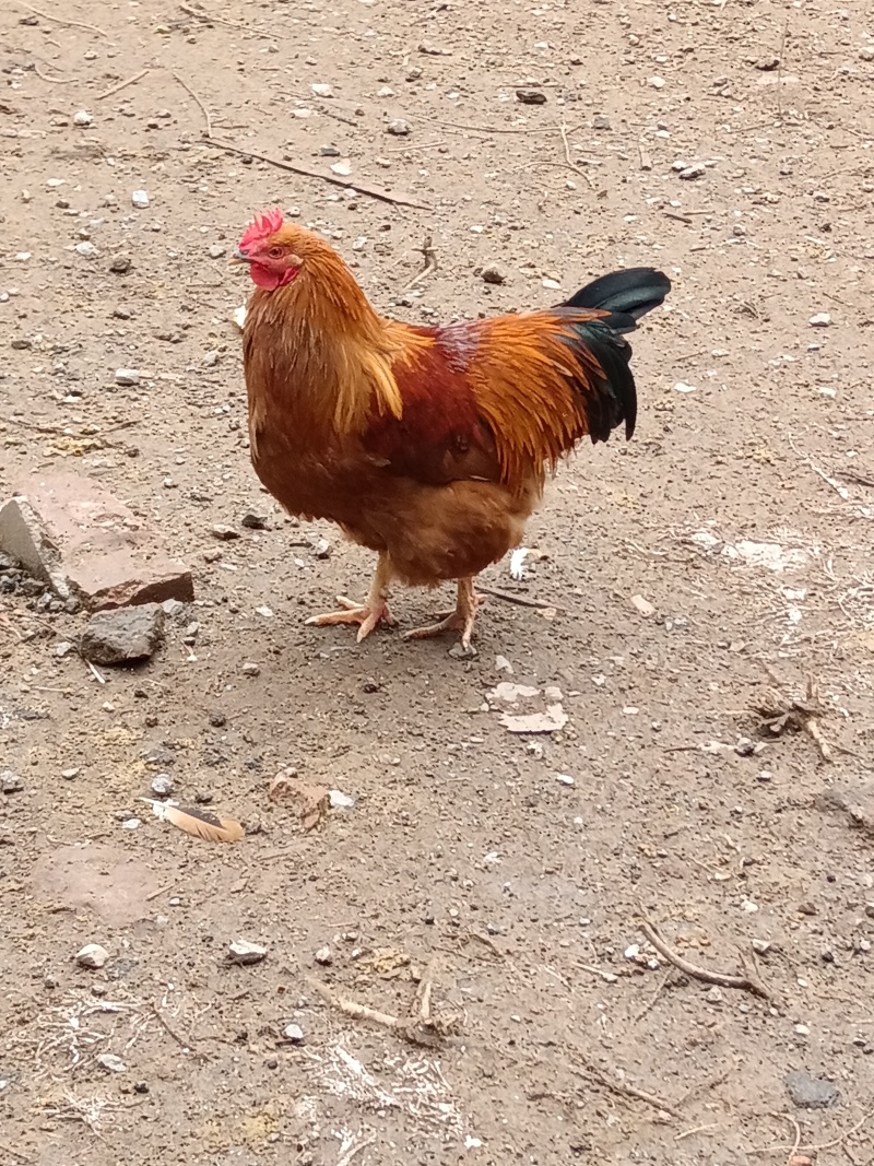 士鸡