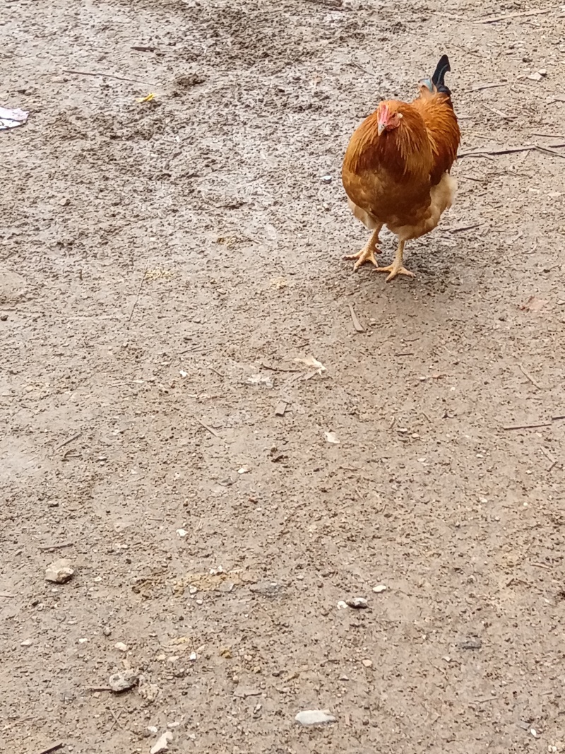 士鸡