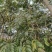 海南黄花梨
