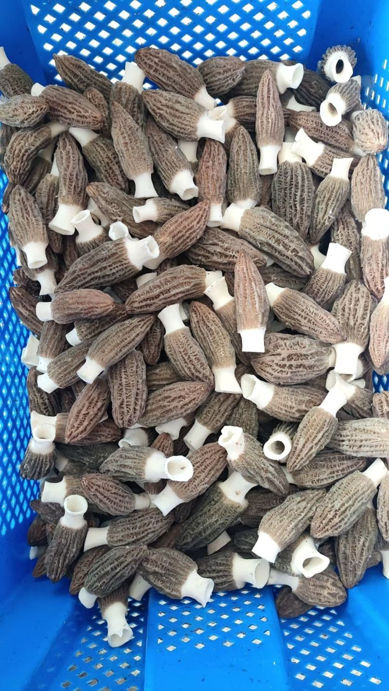 羊肚菌鲜货