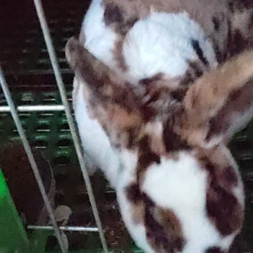 成年彩獭兔猎豹