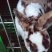 成年彩獭兔猎豹