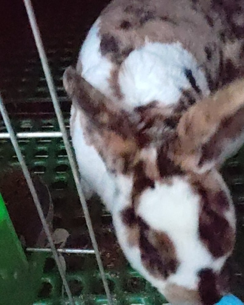成年彩獭兔猎豹