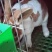 成年彩獭兔猎豹