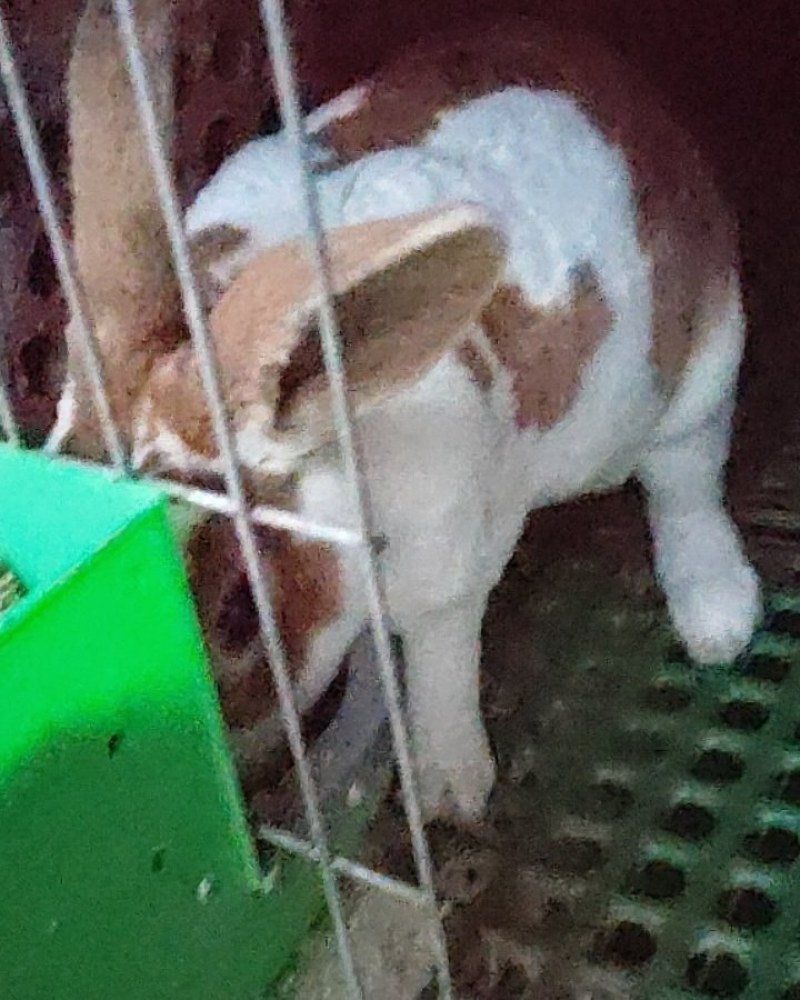 成年彩獭兔猎豹