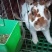 成年彩獭兔猎豹