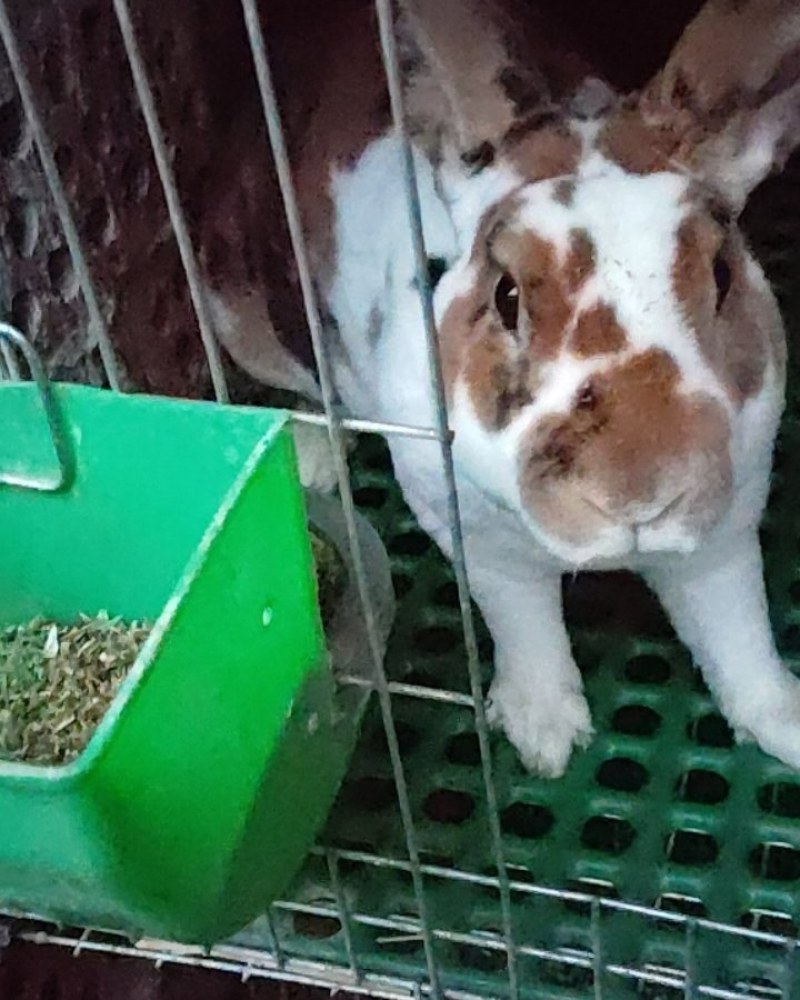 成年彩獭兔猎豹