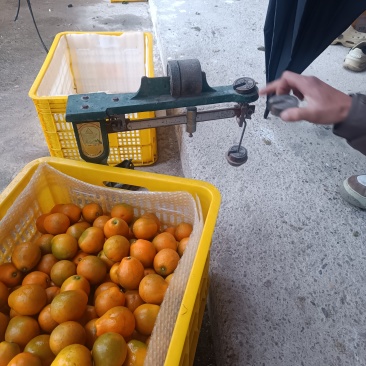 脆蜜金桔