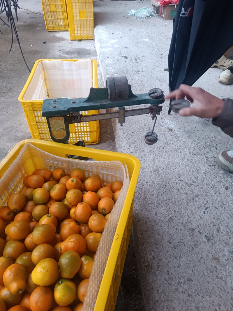 脆蜜金桔