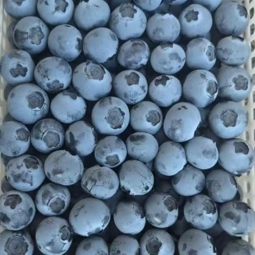 蓝莓