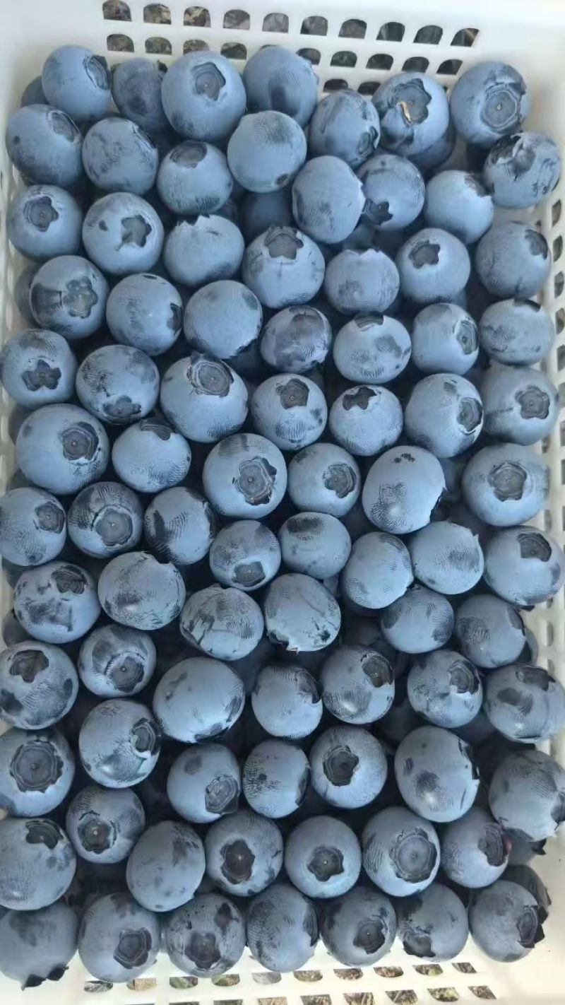 蓝莓
