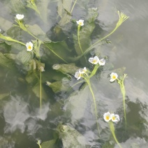 大理海菜苗，水性杨花种苗
